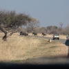 Zdjęcie z Namibii - w drodze do Hwange NP