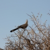 Zdjęcie z Namibii - Hwange NP