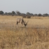 Zdjęcie z Namibii - Hwange NP