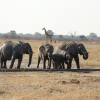 Zdjęcie z Namibii - Hwange NP