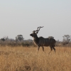 Zdjęcie z Namibii - Hwange NP