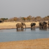 Zdjęcie z Namibii - Hwange NP