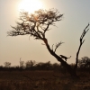 Zdjęcie z Namibii - Hwange NP