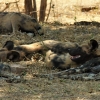 Zdjęcie z Namibii - Hwange NP