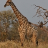 Zdjęcie z Namibii - 