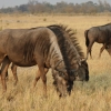 Zdjęcie z Namibii - 