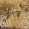 Zdjęcie z Namibii - Hwange NP