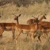 Zdjęcie z Namibii - 