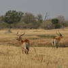 Zdjęcie z Namibii - 