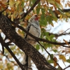 Zdjęcie z Namibii - Botswana