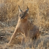 Zdjęcie z Namibii - Namibia