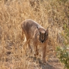 Zdjęcie z Namibii - Namibia N/a`an Wildlife sanctuare