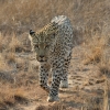 Zdjęcie z Namibii - Namibia N/a`an Wildlife sanctuary