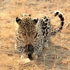 Zdjęcie z Namibii - Namibia N/a`an Wildlife sanctuary
