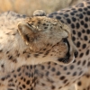 Zdjęcie z Namibii - Namibia N/a`an Wildlife sanctuary