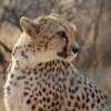 Zdjęcie z Namibii - Namibia N/a`an Wildlife sanctuary