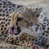 Zdjęcie z Namibii - Namibia N/a`an Wildlife sanctuary