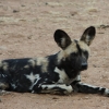 Zdjęcie z Namibii - Namibia N/a`an Wildlife sanctuary
