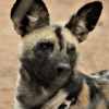 Zdjęcie z Namibii - Namibia N/a`an Wildlife sanctuary