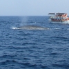 Zdjęcie ze Sri Lanki - Whale watching