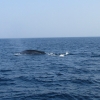 Zdjęcie ze Sri Lanki - Whale watching