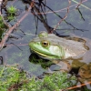 Zdjęcie z Kanady - Żaba rycząca (American Bullfrog)