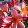 Zdjęcie z Indonezji - Frangipani albo inaczej plumeria