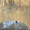 Zdjęcie z Indii - zimorodek krasnodzioby