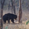 Zdjęcie z Indii - niedźwiedź wargacz