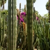 Zdjęcie z Maroka - kaktusowy zawrót głowy