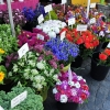 Zdjęcie z Niemiec - Monachium - Viktualienmarket