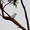 Zdjęcie z Australii - Kakadu żółtoczuba