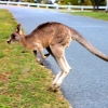 Zdjęcie z Australii - Na przedmiesciach Victor Harbor :)