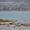 Zdjęcie z Australii - Victor Harbor