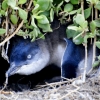 Zdjęcie z Australii - Pingwin z Granitowej Wyspy