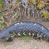 Zdjęcie z Australii - Scynk krótkoogonowy na Granitowej Wyspie