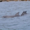 Zdjęcie z Australii - Delfiny przy Granitowej Wyspie