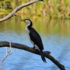 Zdjęcie z Australii - Kormoran białolicy w Kuitpo