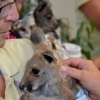 Zdjęcie z Australii - Wolontariuszki z Meadows