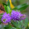 Zdjęcie z Australii - Flora