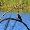 Zdjęcie z Australii - Kormoran białolicy w Kuitpo