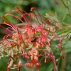 Zdjęcie z Australii - Fauna i flora 