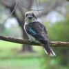 Zdjęcie z Australii - Drapiezna kookaburra, najwiekszy przedstawiciel rodziny zimorodkow