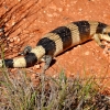 Zdjęcie z Australii - Scynk blue-tongue czyli niebieski jezyk