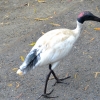 Zdjęcie z Australii - Ibis czarnopióry