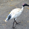 Zdjęcie z Australii - Ibis czarnopióry