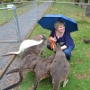 Zdjęcie z Australii - Sesja z kangurami :)
