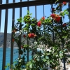 Zdjęcie z Włoch - Monterosso