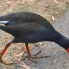 Zdjęcie z Australii - Australijska kurka wodna
