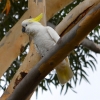 Zdjęcie z Australii - Kakadu żółtoczuba